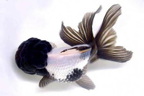 非常好看又好养的金鱼品种,各种金鱼的品种大全图片