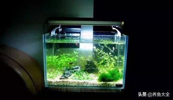适合裸缸养的中小型热带观赏鱼,水草缸小型热带鱼