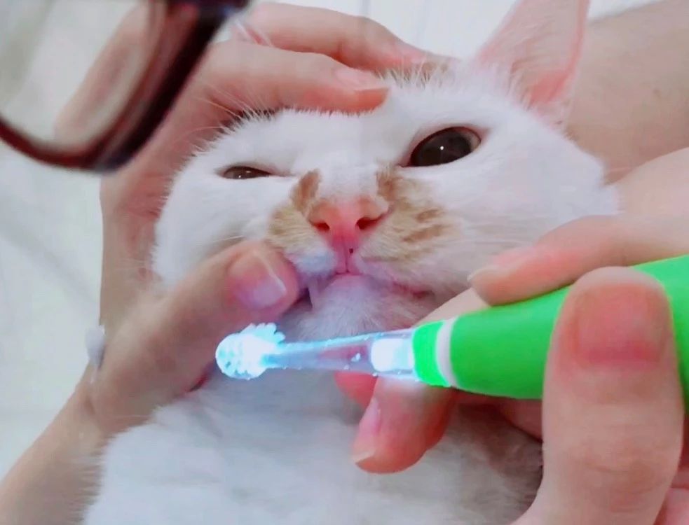 怎么给猫刷牙是正确的,给猫刷牙的正确方式
