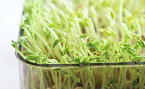 儿童豆芽菜,小孩吃豆芽菜的好处