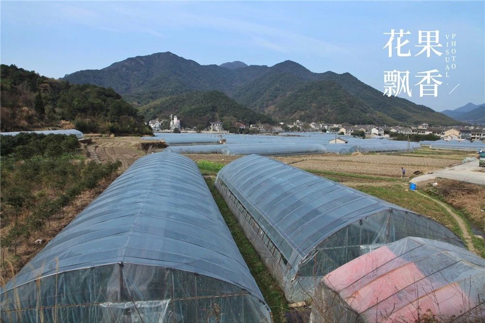 从15万*款贷**到15亿产值，一位基层农技员是如何撬动一方产业？