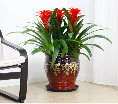 100种适合室内养的植物盆栽,10种适合室内摆放的花卉盆栽推荐