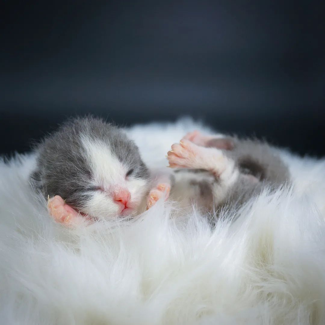 猫宫庄园,奶猫必备营养