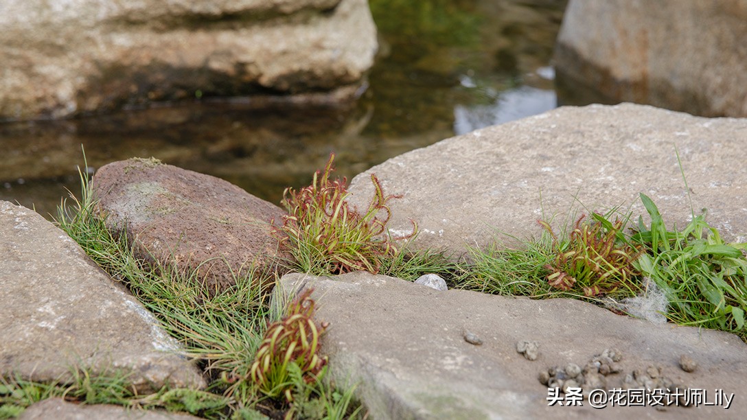 2023年切尔西花展各个花园的介绍,切尔西花展最佳花园