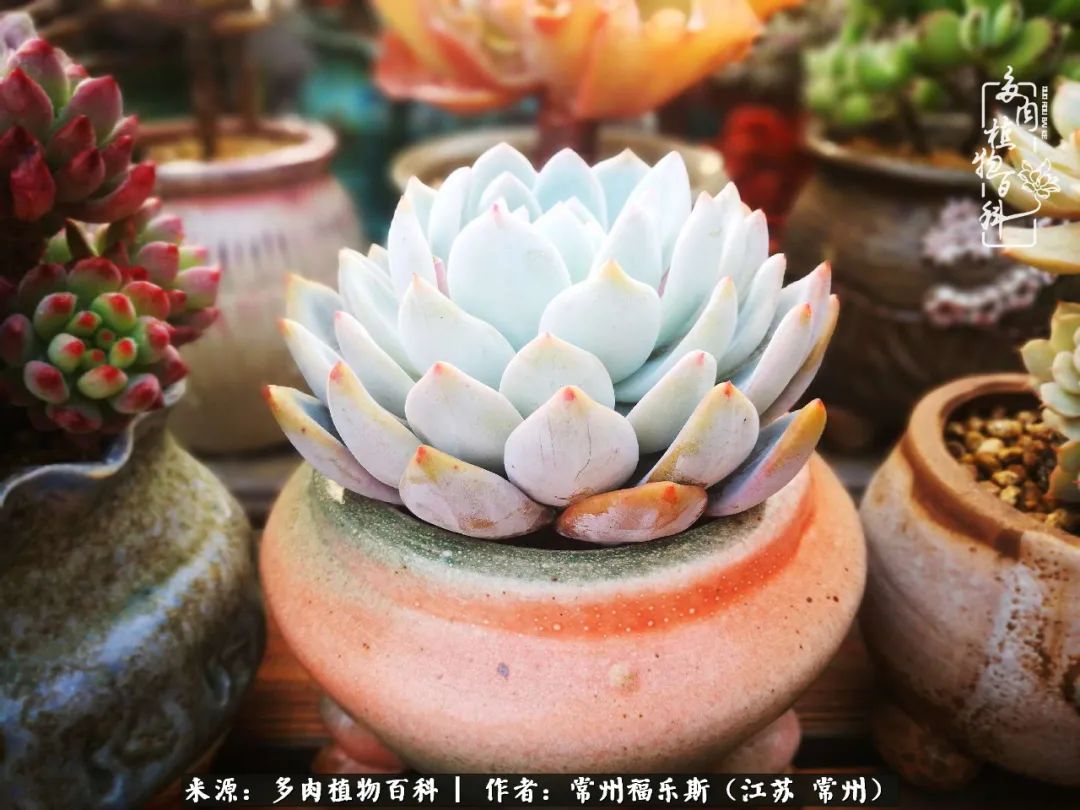 多肉是一处景物吗,多肉也有一道靓丽的风景