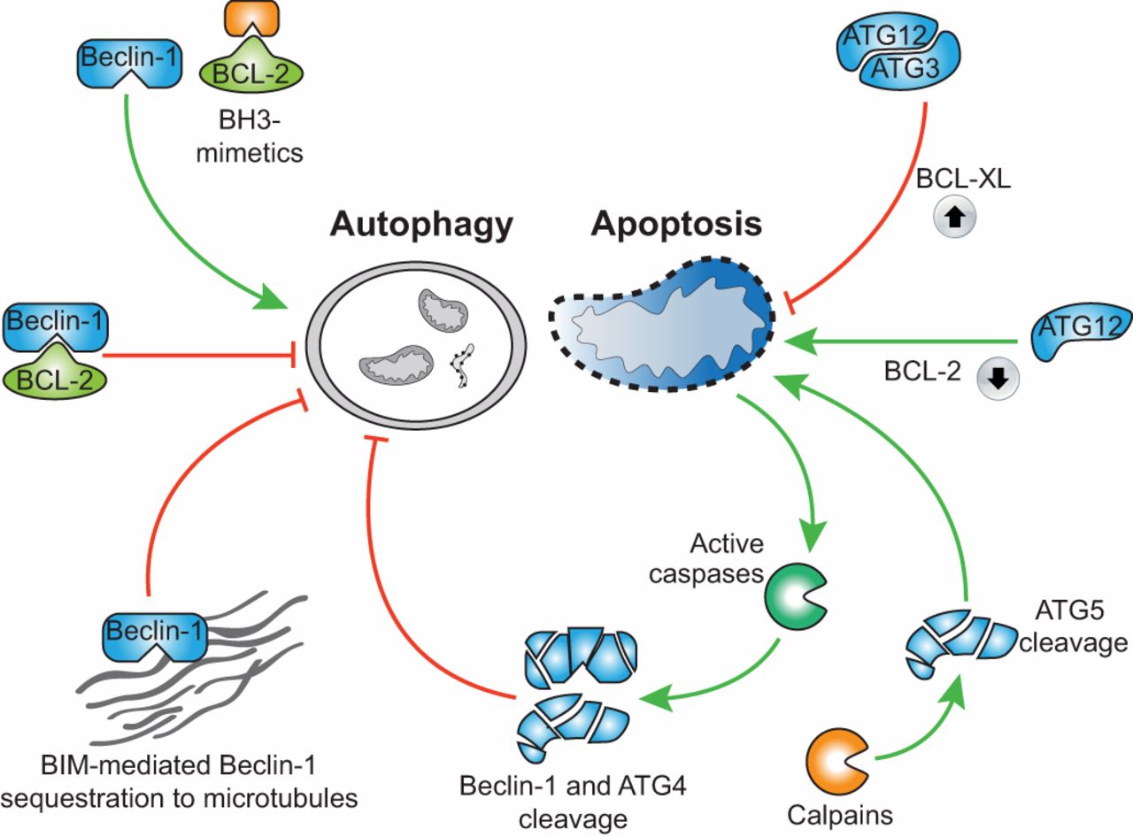 氯喹治疗冠状病毒,氯喹治疗新型冠状病毒的用法