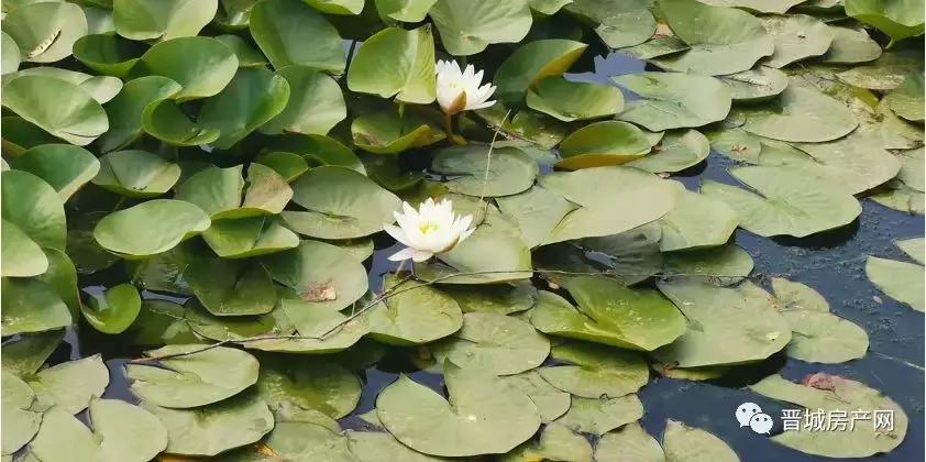 晋城西北片区重点项目,晋城建设的十大片区