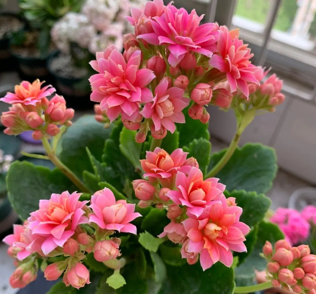 单瓣长寿花品种大全图,长寿花单瓣最好看的品种