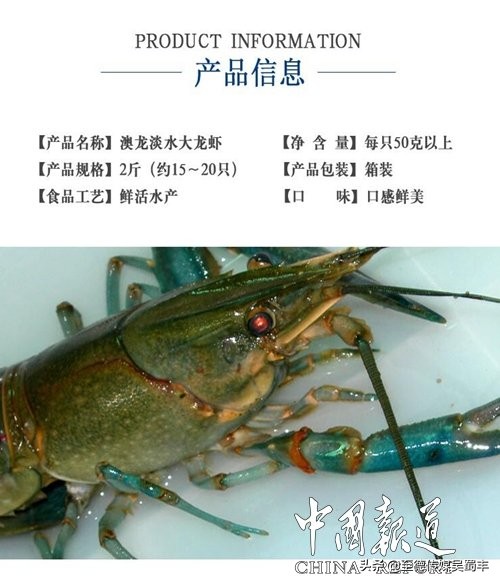 渝北澳洲淡水龙虾,上海澳洲淡水龙虾