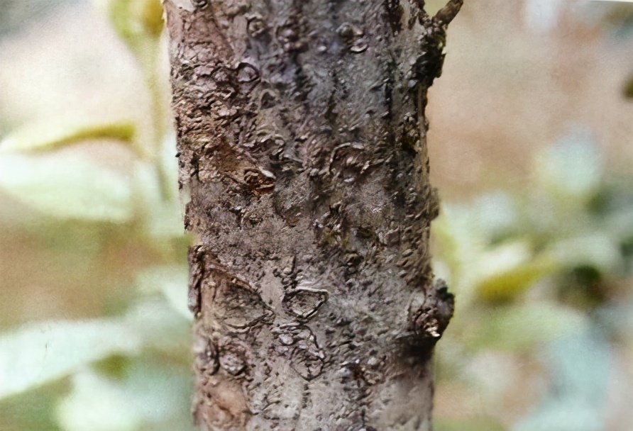 苹果轮纹病的防治时间,苹果轮纹病害治疗