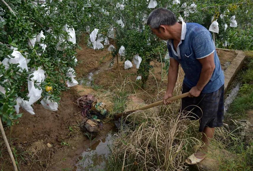 突尼斯软籽石榴可以喝的石榴,突尼斯软籽石榴和雅诗兰黛