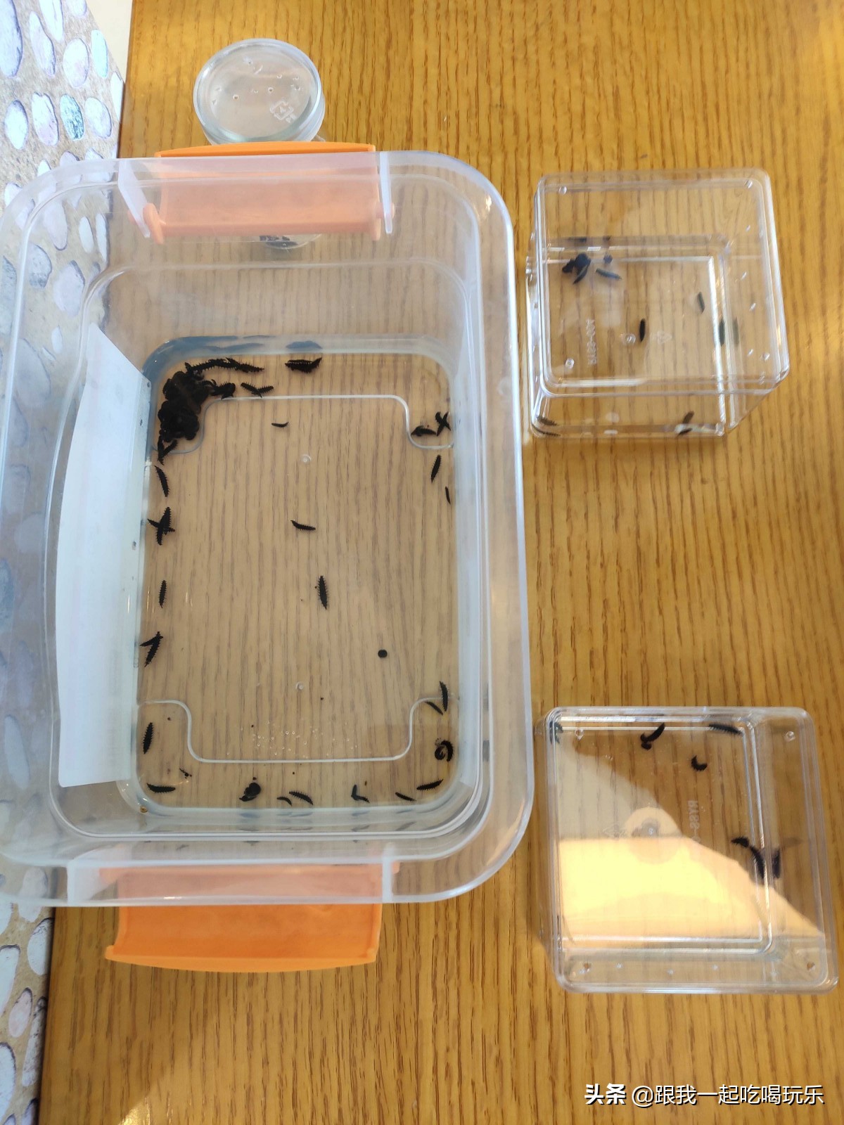 沈阳可以探险的地方,沈阳亲子游丛林探险