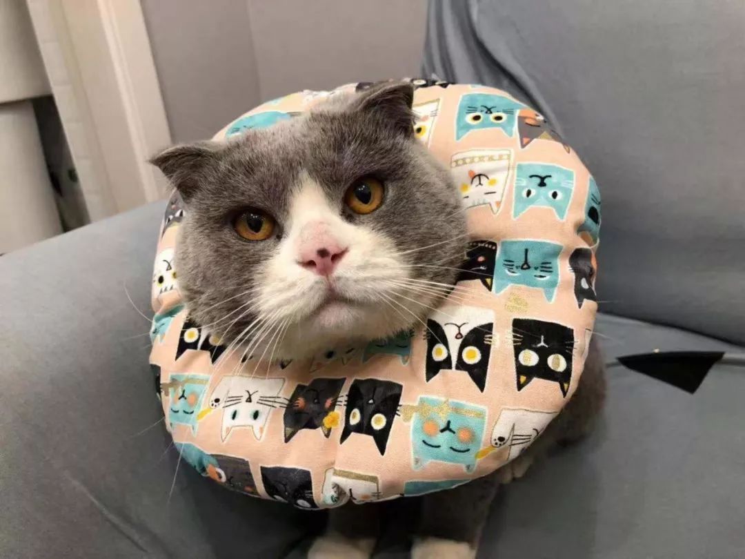 猫咪绝育头套需要戴几天,猫咪绝育后戴项圈不吃饭