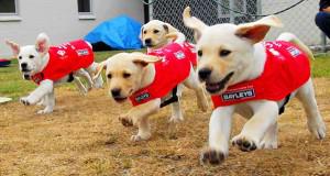 紫心勋章导盲犬,导盲犬没有勋章的视频