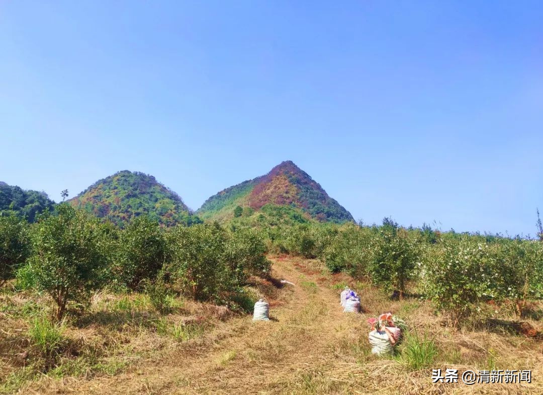 桃源近4000亩油茶果收成采摘啦，茶籽油一斤卖80元