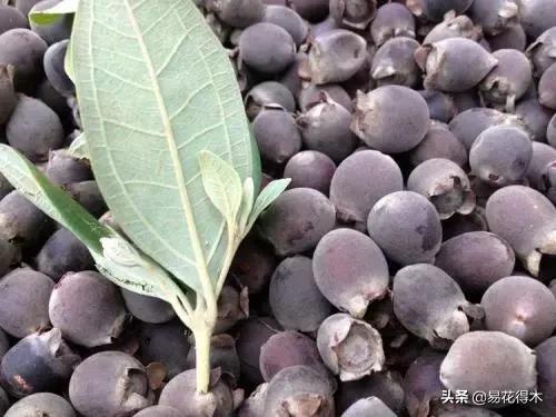 桃金娘的正确使用方法,桃金娘1月份怎么养