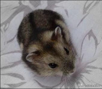 适合家庭饲养除猫狗以外的宠物,你有养过宠物没