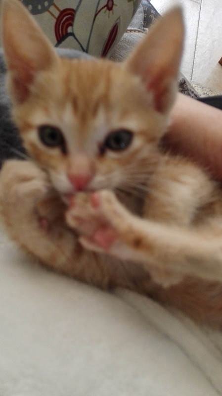 脱肛猫是什么,脱肛的小猫怎么治