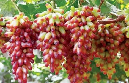 来凤鱼璧山兔蔡家店,来凤鱼璧山兔正宗做法