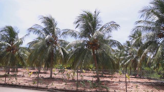 海南椰子的种植方法,椰子怎么种出椰宝