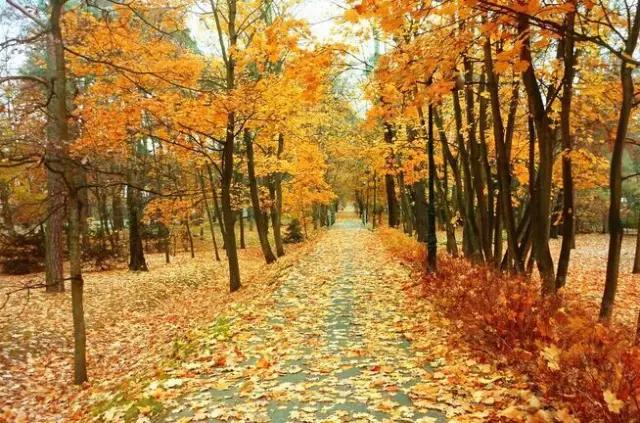 欧亨利最后一片叶子文章,最后一片树叶欧亨利带来的启示