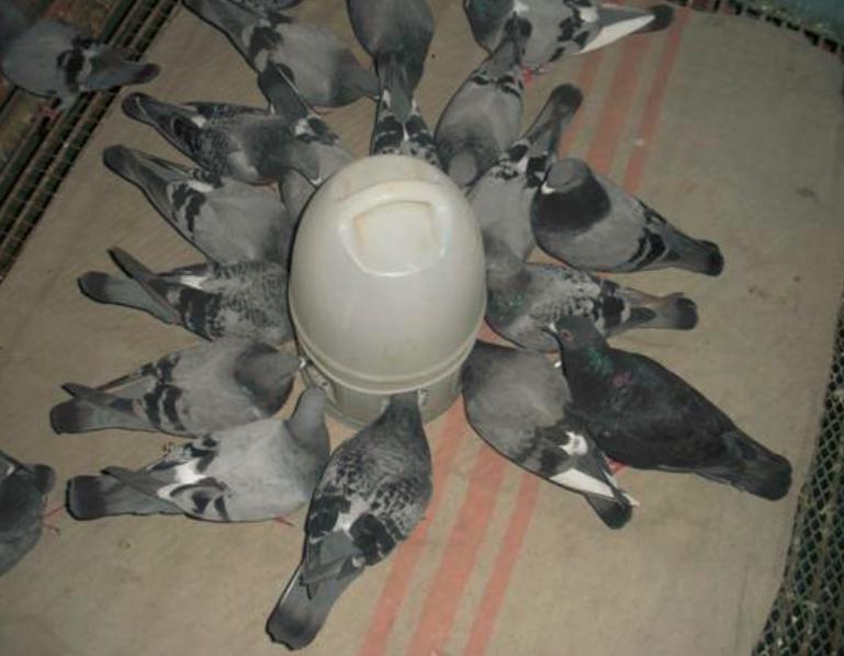 鸽子喂药后多久见效,鸽子喂什么排毒