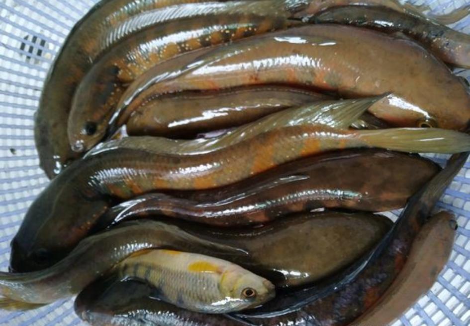 野河钓鱼被人承包被驱赶后续,河道都被罗非鱼入侵