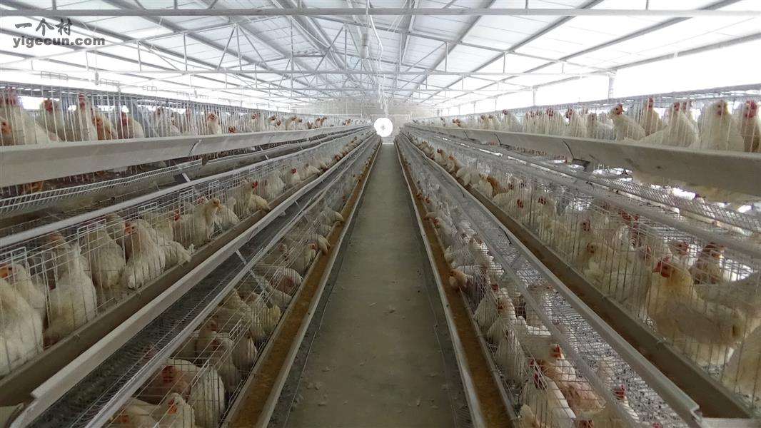 蛋鸡标准化安全生产关键技术,蛋鸡养殖安全管理制度