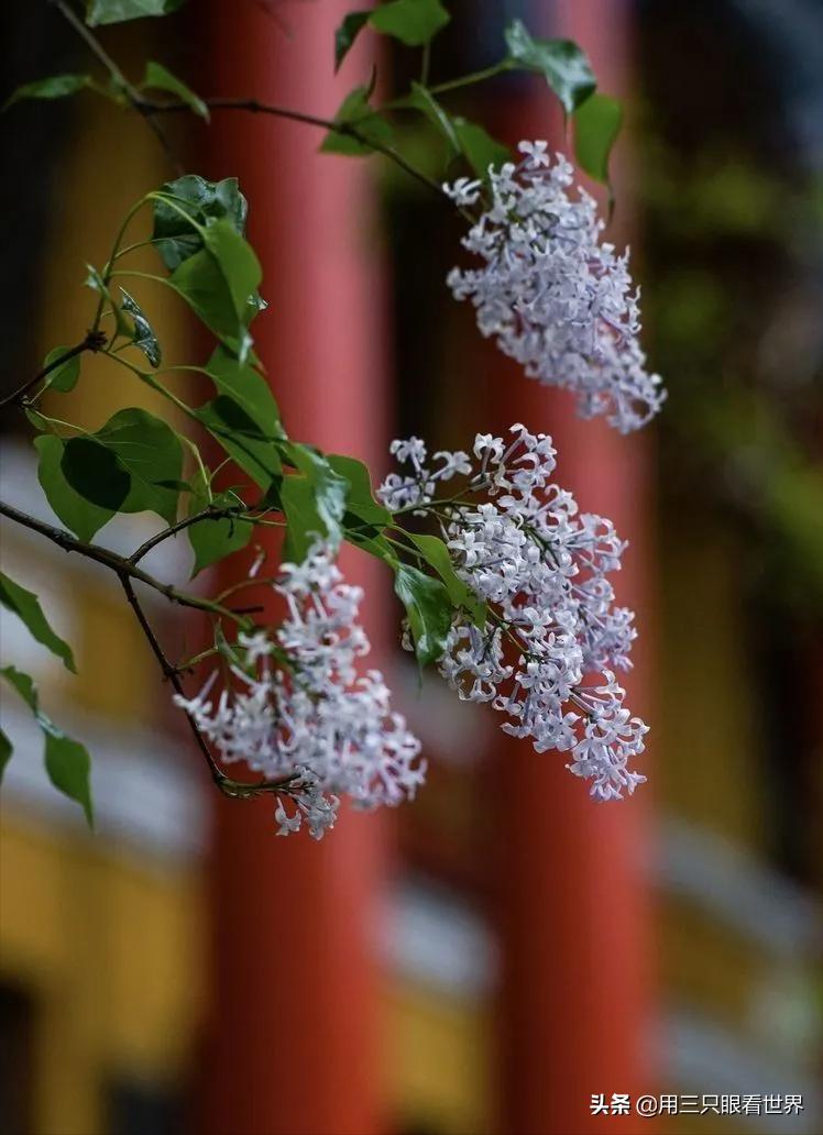记忆中的哈尔滨,记忆中的三里河
