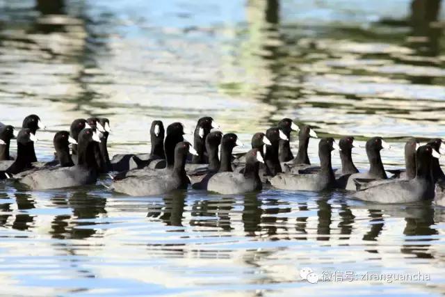 美洲有几种猛禽,美洲三大动物