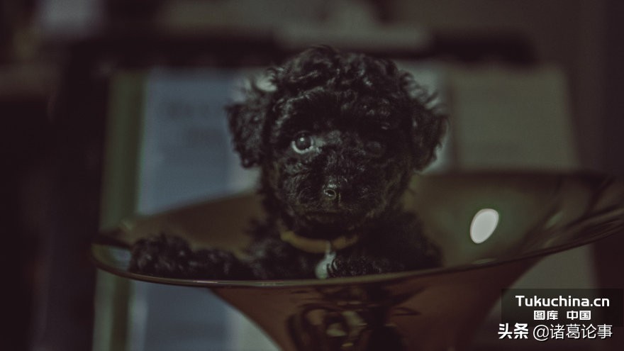 泰迪犬发情咋处理,泰迪犬发情期怎么缓解