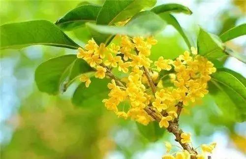 苗木种类名称大全,绿化中的苗木代号