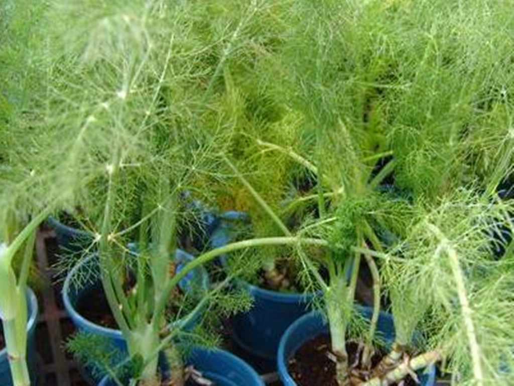 茴香盆栽养殖方法,盆栽茴香怎么长得粗壮好看