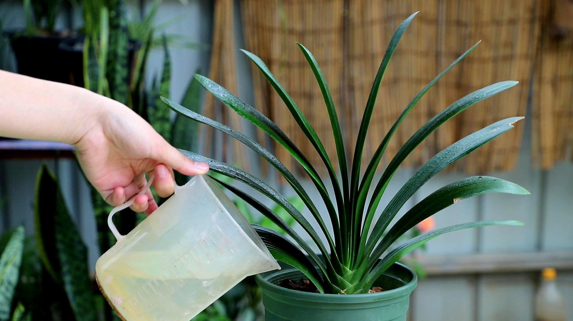 养君子兰最简单的方法,十年老花农养君子兰的秘诀