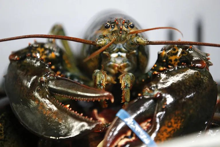 美国波龙多少钱一吨,今日波龙价格