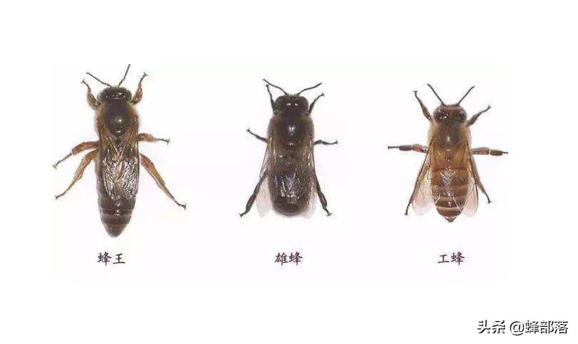 蜜蜂很凶换蜂王能解决吗,蜜蜂换蜂王最佳方法