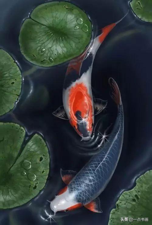 池中之仙，惊艳若此——锦鲤