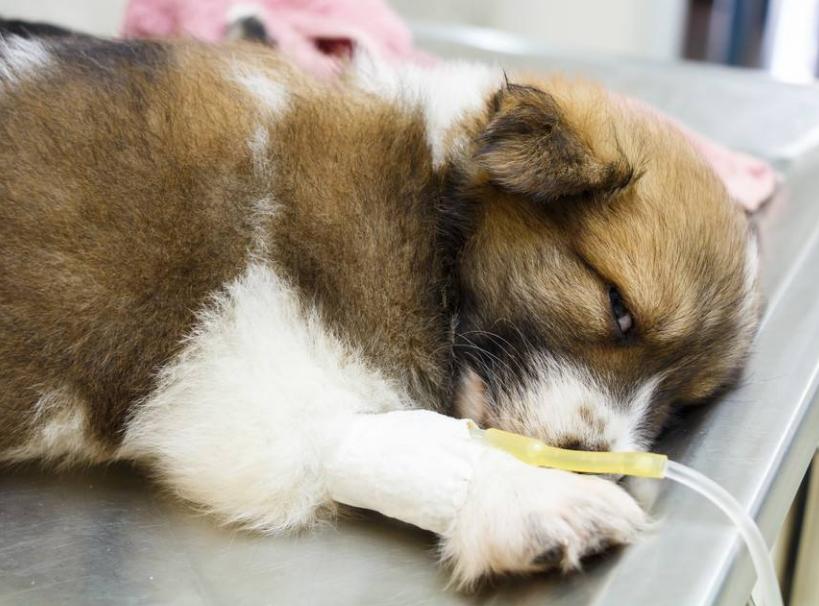 狗狗会咳嗽吐白色粘液,狗狗吐白色粘液怎么办