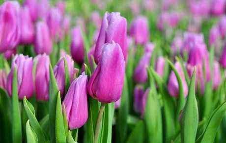 无土盆栽郁金香的方法及注意事项,盆栽郁金香注意事项