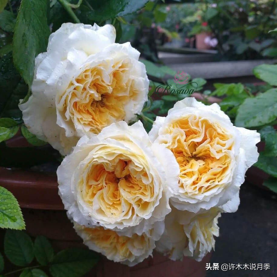 奥斯汀花型月季推荐,奥斯汀月季2020新品种