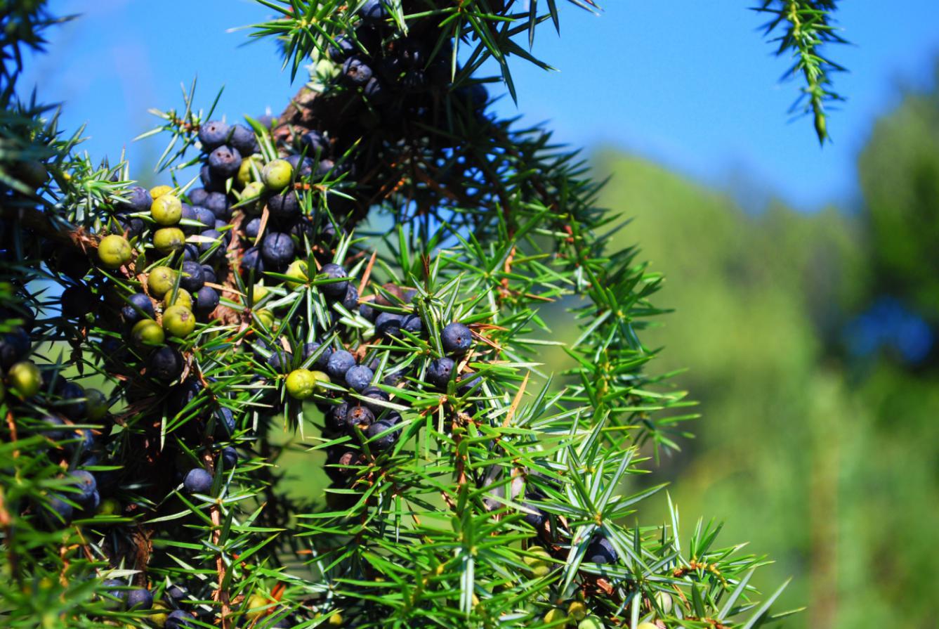 山东省威海蔄山镇,威海蔄山智能制造产业园