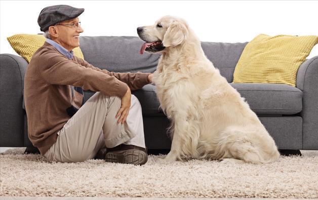 狗狗爱上你的5个表现,狗狗爱情表白暗语