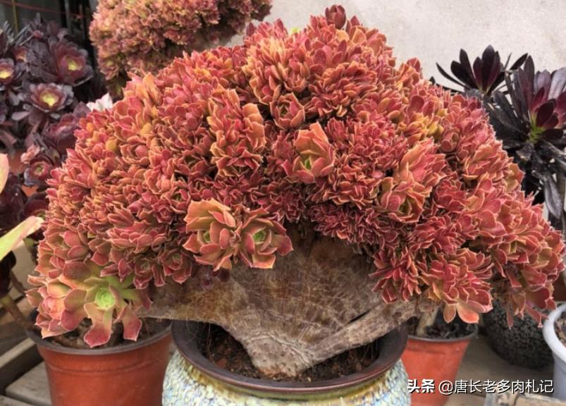 多肉荷兰、黄金和柠檬三种韶羞有啥不同？其实大舅二舅都是他舅舅