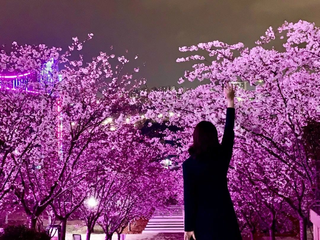 漫花庄园亿朵白樱花绚烂绽放啦，这些樱花的起源你真的知道吗？