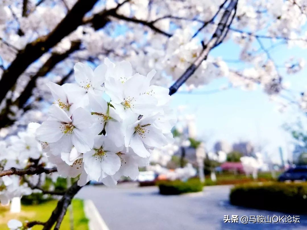 马鞍山滨江公园樱花开了吗,马鞍山雨山樱花