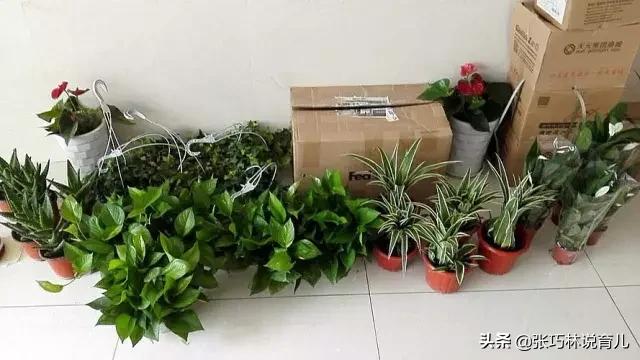 真正除甲醛从来就没有简单的方法,关于除甲醛的五种方法