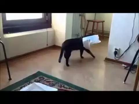 猫咪为啥喜欢玩袋子 (为什么猫咪喜欢吃塑料袋)