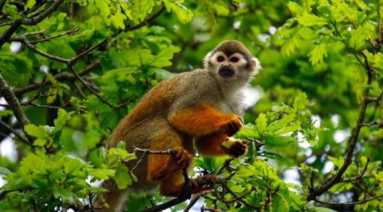 哺乳动物的发育过程为何相似,为什么哺乳动物都是雄比雌大