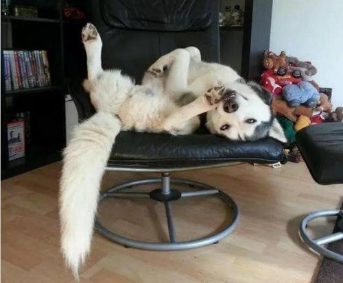 狗狗常见的皮肤病有哪一些,狗狗常见的6种皮肤病