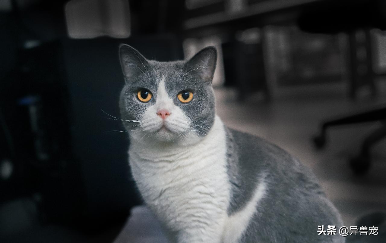 当宠物生病治疗费用太高,宠物生病治疗费有多昂贵